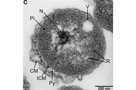 New species of marine bacteria isolated from a deep-sea cold seep