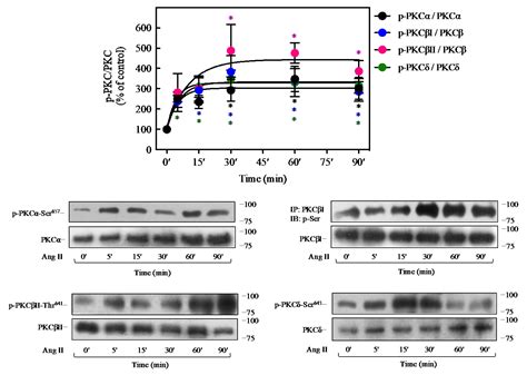 Ijms Free Full Text Angiotensin Ii Inhibits Insulin Receptor Signaling In Adipose Cells