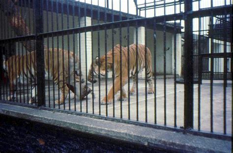 The Tiger Cage London Zoo 1969