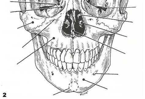 Skull Label Anatomy Labeling Bones Human Worksheets Coloring Physiology