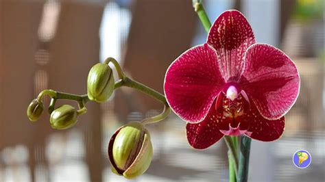 Orchidées en Éclat Guide pour les Faire Refleurir