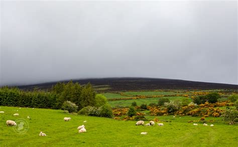 Sheep in the Irish Countryside