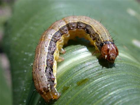 Fall Armyworms