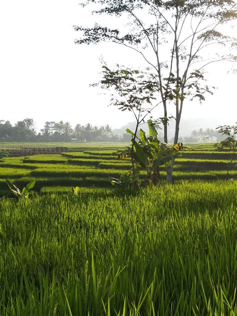 Pemandangan Suasana Pagi Di Kampung : Suasana Pedesaan Di Pagi Hari ...