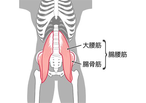 セクシー筋！女の子にモテたいなら腸腰筋を鍛えろ！ 40手前から本気で筋トレを始めた男のトレーニング日記