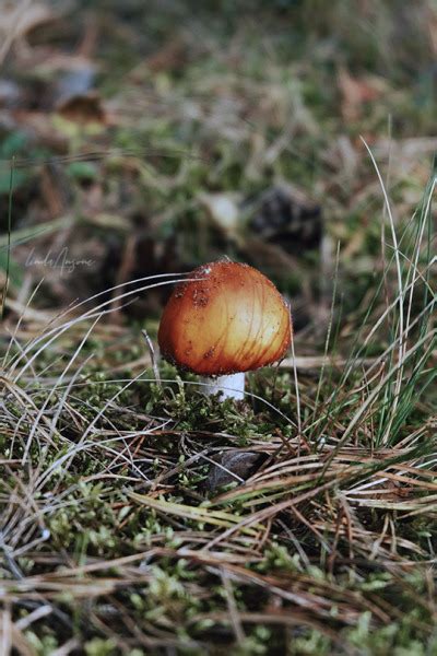 Amanita Muscaria Aka Fly Agaric Tumbex