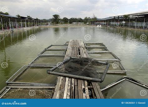 Aquaculture fishery pond stock image. Image of industry - 13636561