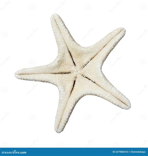 Bela Estrela Do Mar Isolada Em Branco Objeto De Praia Foto De Stock