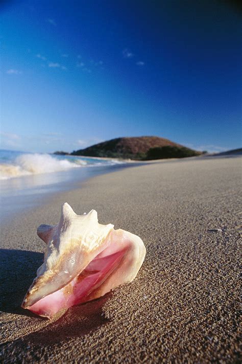 Conch Shell On Beach Maui Hawaii Usa License Image 70176928