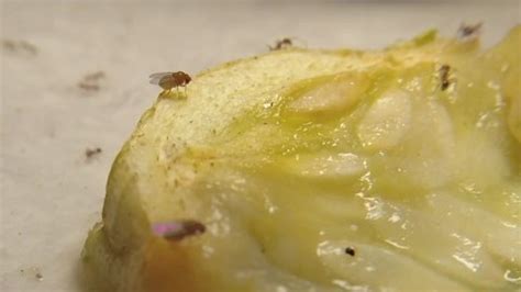 Small Flies Fruit Flies Kitchen Flies Stock Footage Video (100% Royalty ...