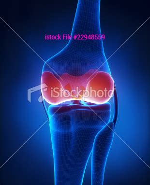 knee anatomy articular cartilage - Joint Preservation Center