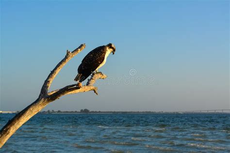 Osprey Perched On A Limb Stock Photo Image Of Inspiration