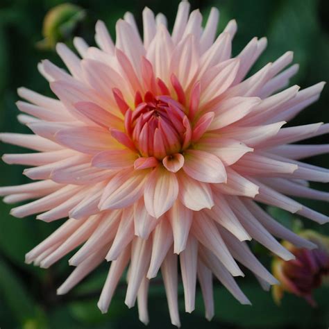 Dahlia Preference Rose Cottage Plants