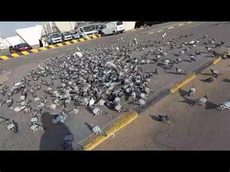 Saudi Arabia Medina Pigeon Youtube