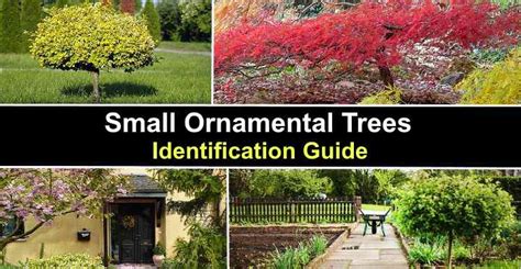 30 Small Ornamental Trees (With Pictures) - Identification Guide