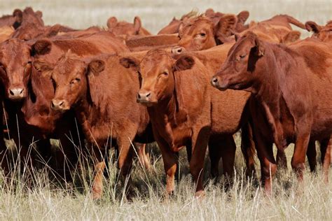 Are The Red Heifers A Sign Of The End Times Charisma Magazine Online