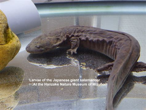 Dr. Takahara (Shimane University)'s research of the distribution of