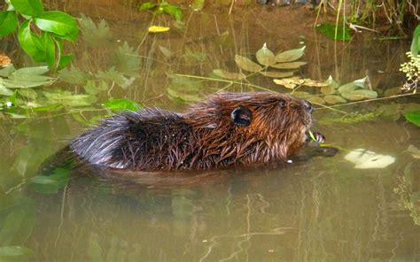 Beaver Eating by Ajpunisher on DeviantArt