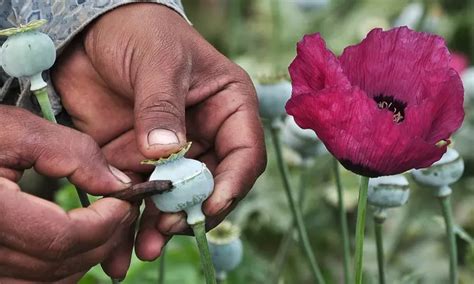 What Drugs Come From Poppies Recovery Ranger