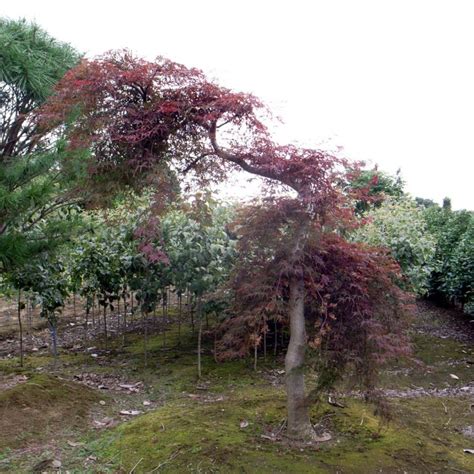 木の畑は愉し 株式会社 野沢園 創業150年