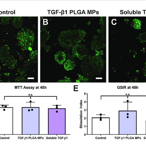 Cytocompatibility Of Tgf B Plga Microparticles With Rat Pancreatic