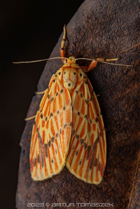 Barsine Striata Inglourious Reptiles Flickr