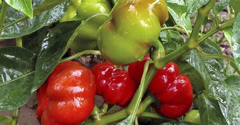 13 сортов сладкого перца с самыми крупными плодами | На грядке (Огород.ru)