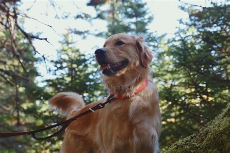 Drop off Training — A Pleasant Dog - Modern Dog Training in Grand Rapids