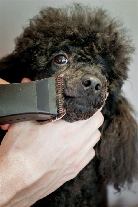 Poodle Grooming - A Complete Guide To How To Groom A Poodle ...