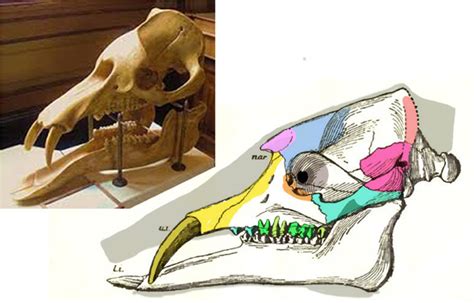 Elephas and Paleomastodon