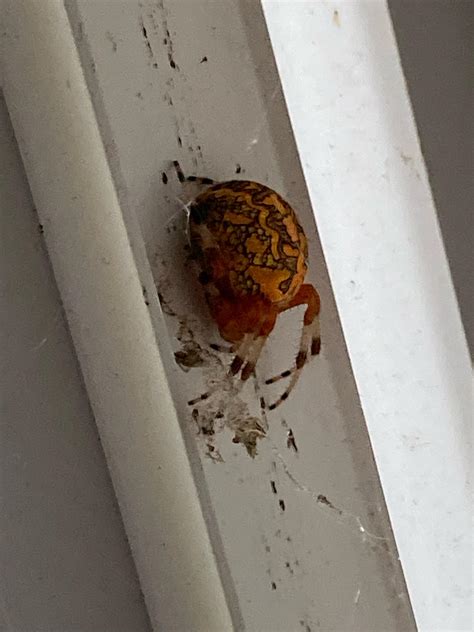 Is this a Marbled Orb Weaver? : r/whatsthisbug