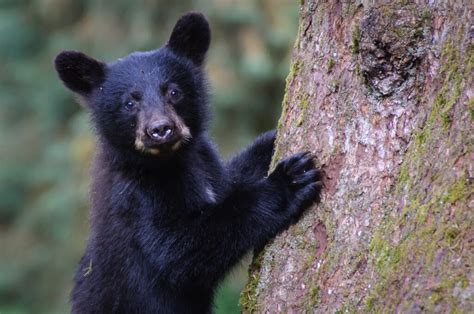 Our Majestic Black Bears - Blount Tourism