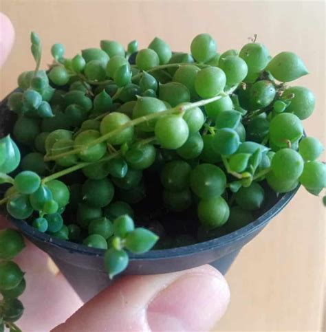 How To Care For String Of Pearls Plants Indoors Gardener Report