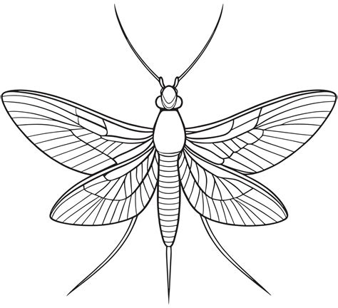 Mayfly insect wings drawing for kids bug learning and coloring 67489078