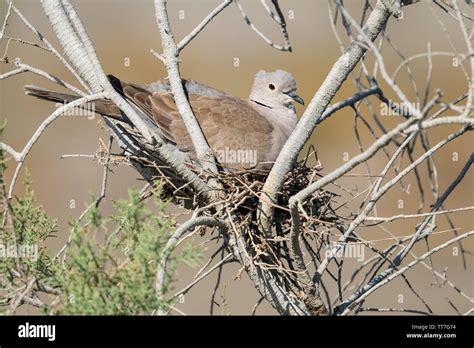 Dove nest hi-res stock photography and images - Alamy