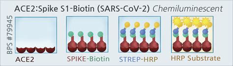 Ace Sars Cov Spike S Biotin Inhibitor Screening Assay Kit Bps