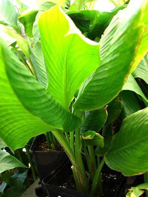 Piante Aromatiche E Medicinali In Giardino E In Vaso 5