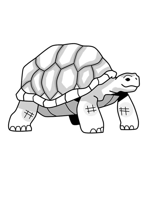 Drawing Tutorial Tortoise Cute Drawing For Beginners