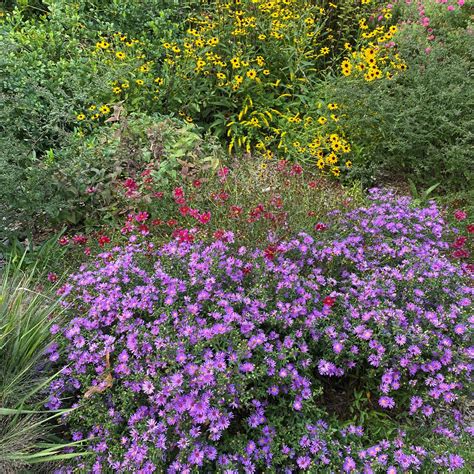 Aster ‘wood’s Purple’ Aster Cavano S Perennials