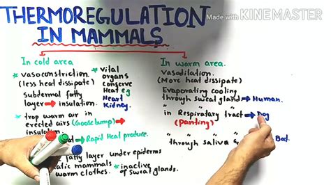 Thermoregulation In Mammals Class 12 Biology Youtube