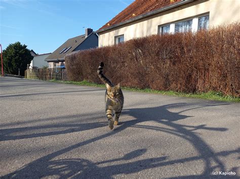 Kapicho On Twitter Wir Katzen Aus Dem Havelland