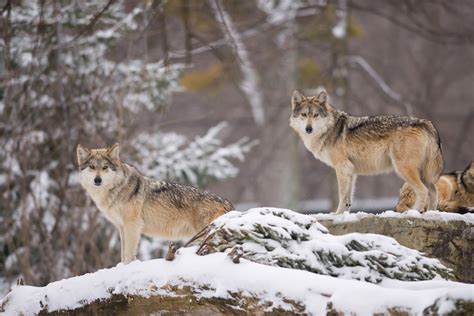 Wolves of Yellowstone | priscillawoolworth.com