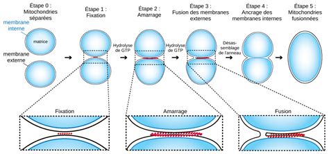 La Dynamique Des Mitochondries Planet Vie