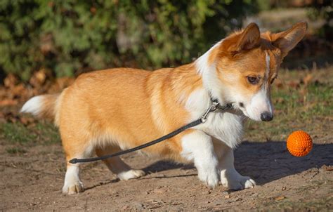 Corgi Playing With Ball Welsh - Free photo on Pixabay - Pixabay