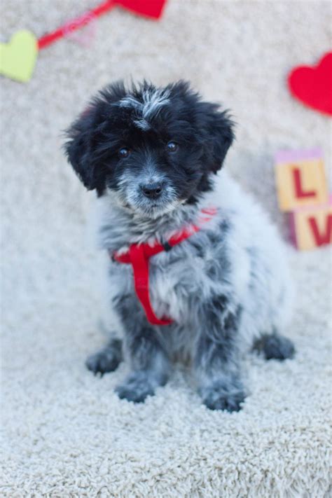 Poodle Portugués Water Dog Mix