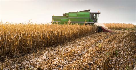 USDA Releases First Corn Harvest Data For 2022