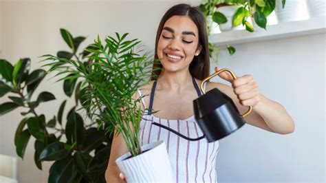 3 Plantas Que Debes De Tener En Casa Para Disipar El Calor En Tus