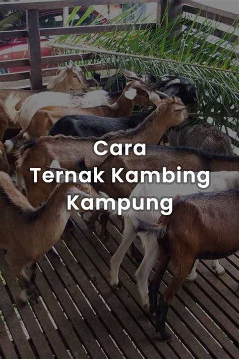 Cara Ternak Kambing Kampung Beternak Kambing Kambing Peternakan