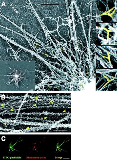 Structural Organization Of Stars And Polarity Of Actin Assembly A