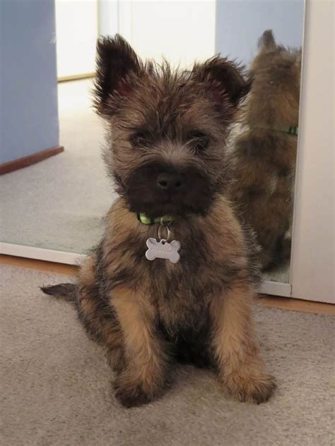 Brown Cairn Terrier Chihuahua Mix - Pets Lovers